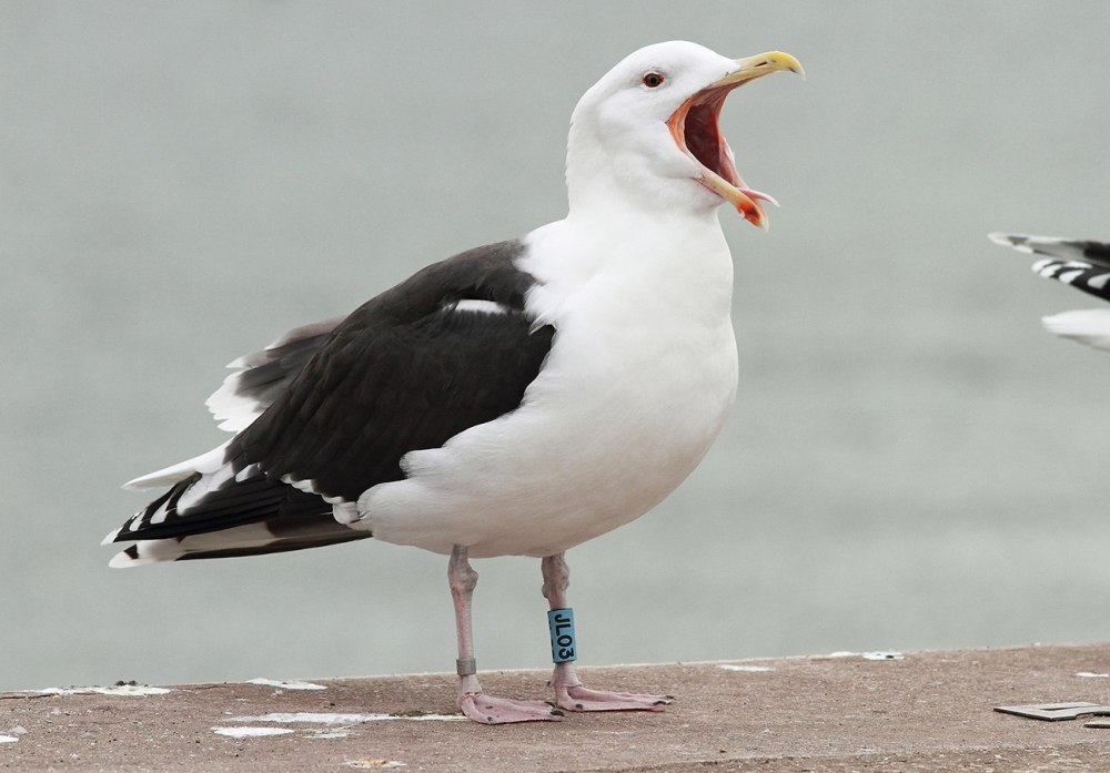 Клуша Larus fuscus