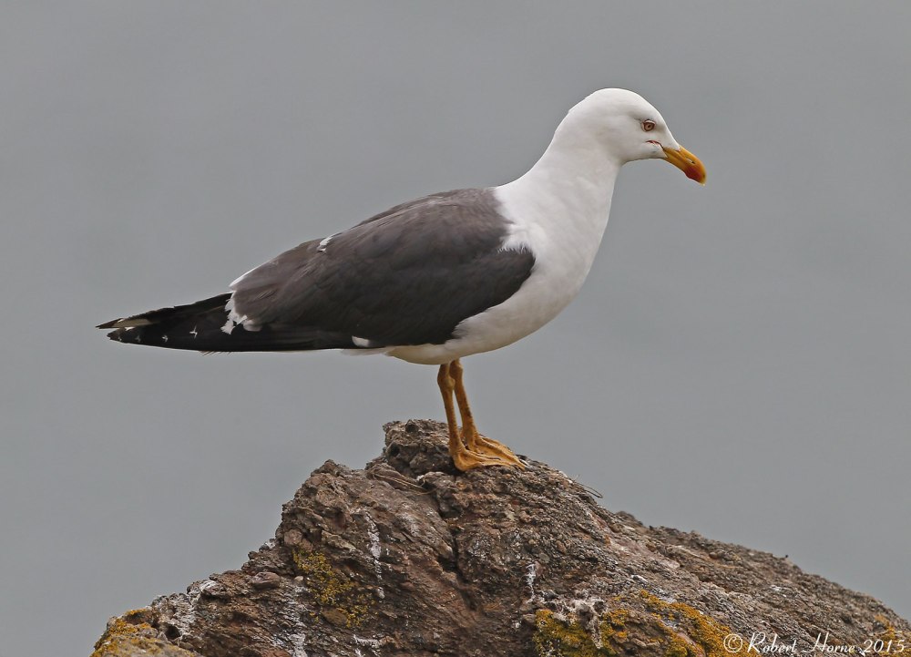 Larus fuscus 1cy