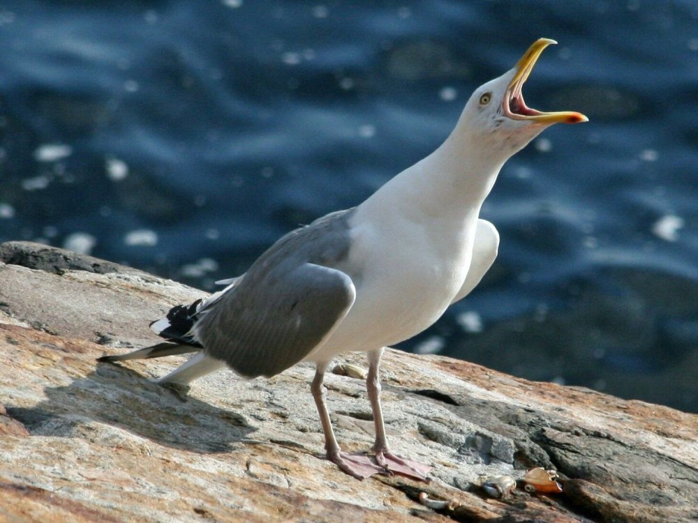 Herring Gull