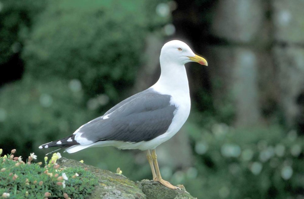 Клуша Larus fuscus