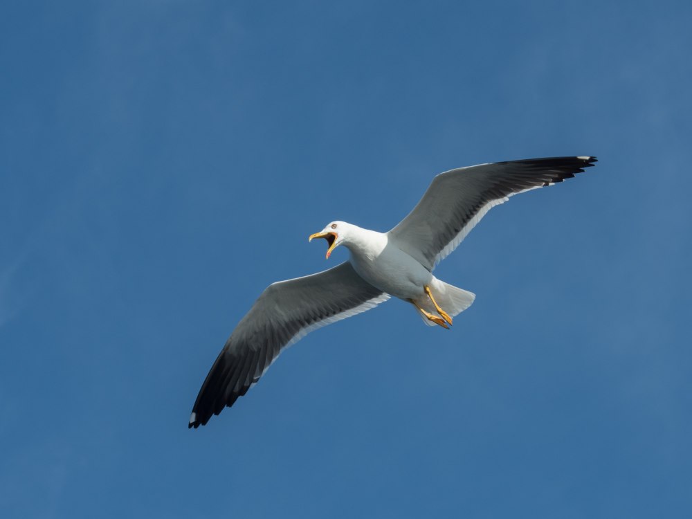Larus fuscus