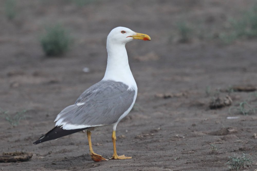 Larus heuglini