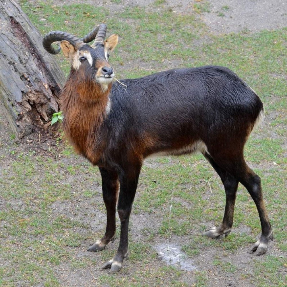 Nile Lechwe