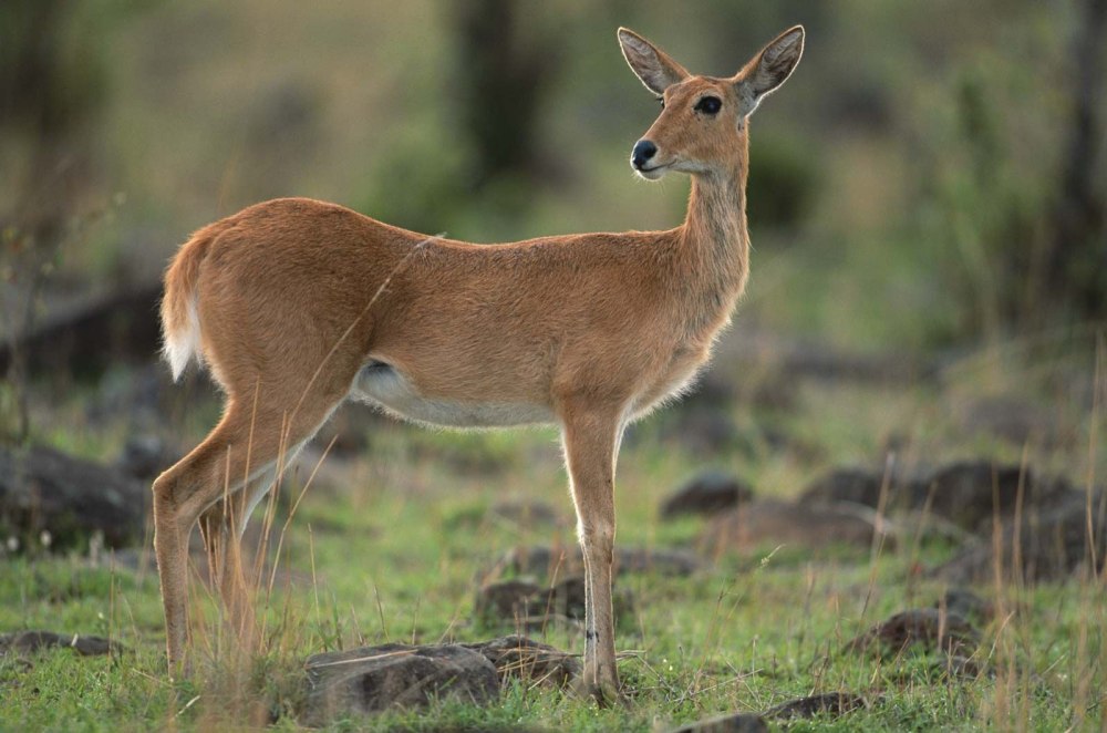 Reedbuck