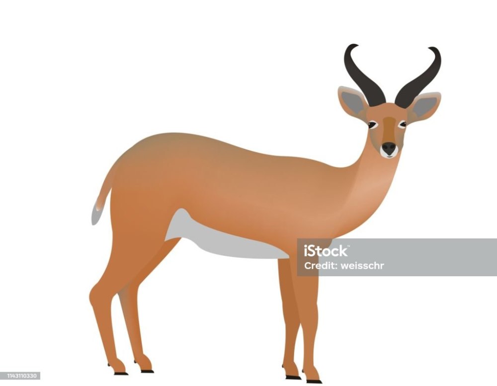 Riedbock