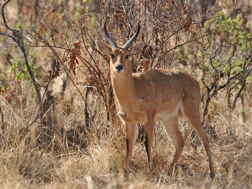 Mountain Reedbuck