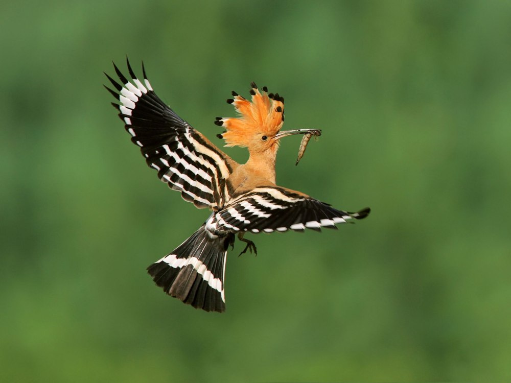 Удод (Hoopoe)