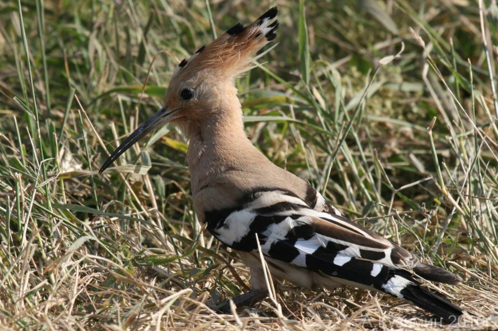 Удод Upupa Epops Linnaeus, 1758
