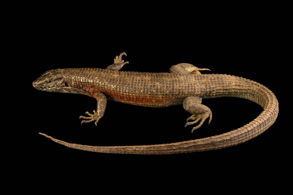 Zonosaurus quadrilineatus