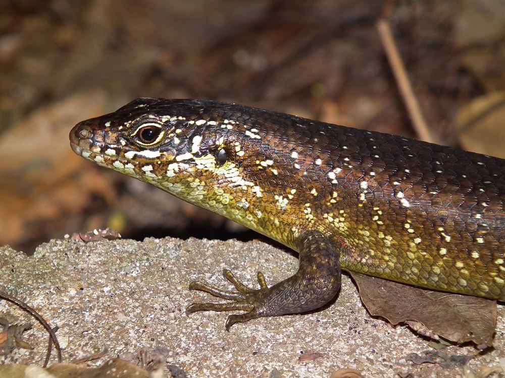 Zonosaurus ornatus