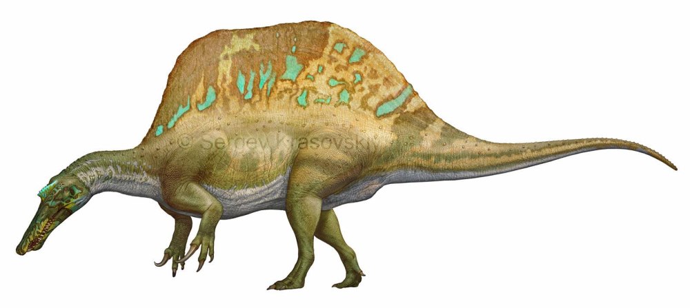 Sigilmassasaurus brevicollis