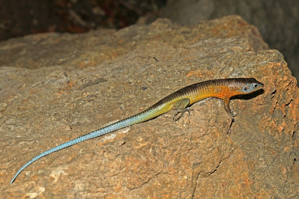 Zonosaurus ornatus