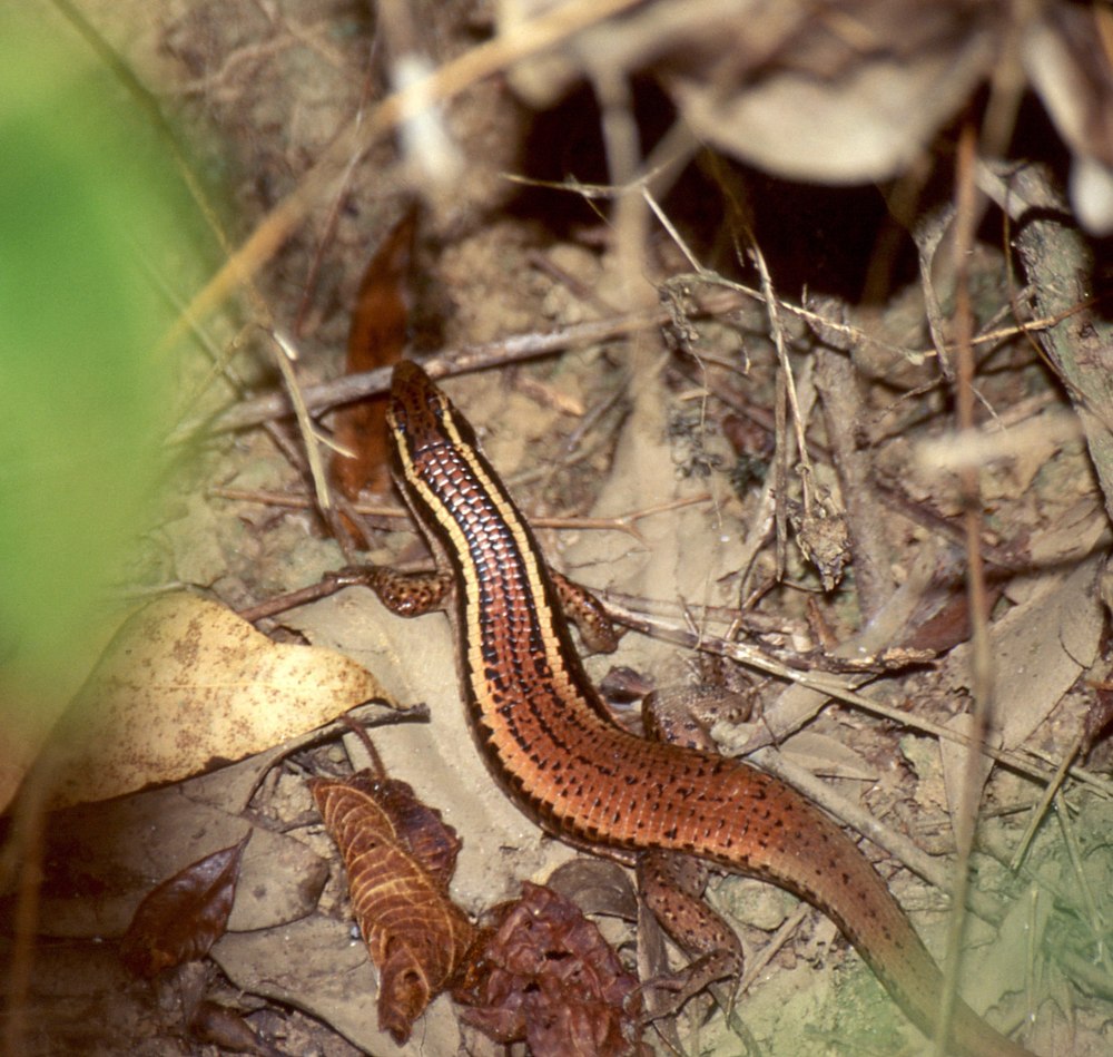 Zonosaurus madagascariensis