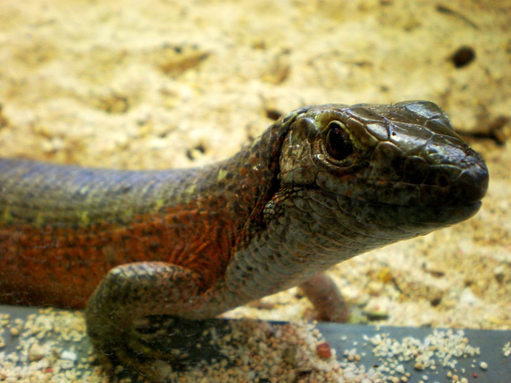 Zonosaurus madagascariensis
