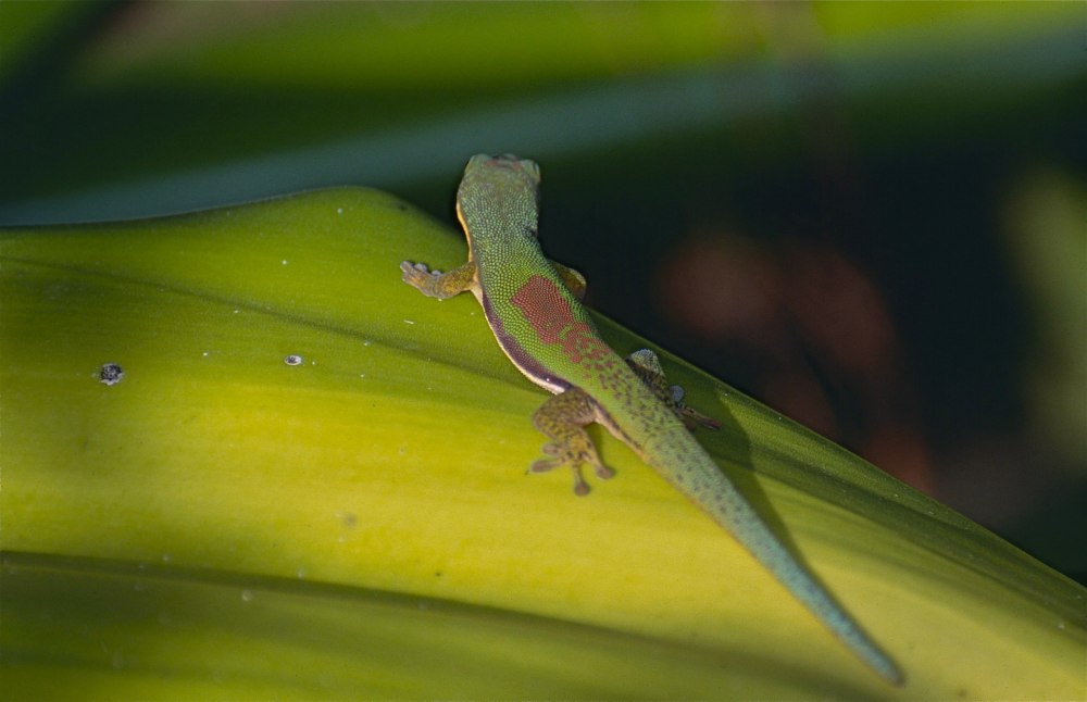 Phelsuma guentheri