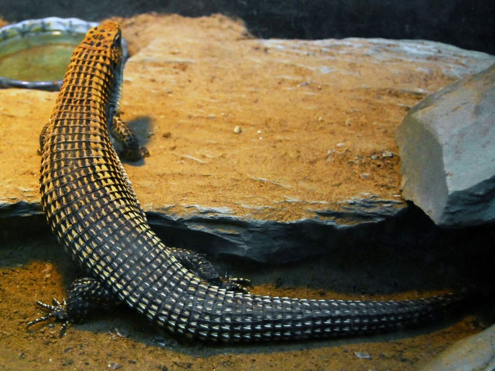 Gerrhosaurus Major