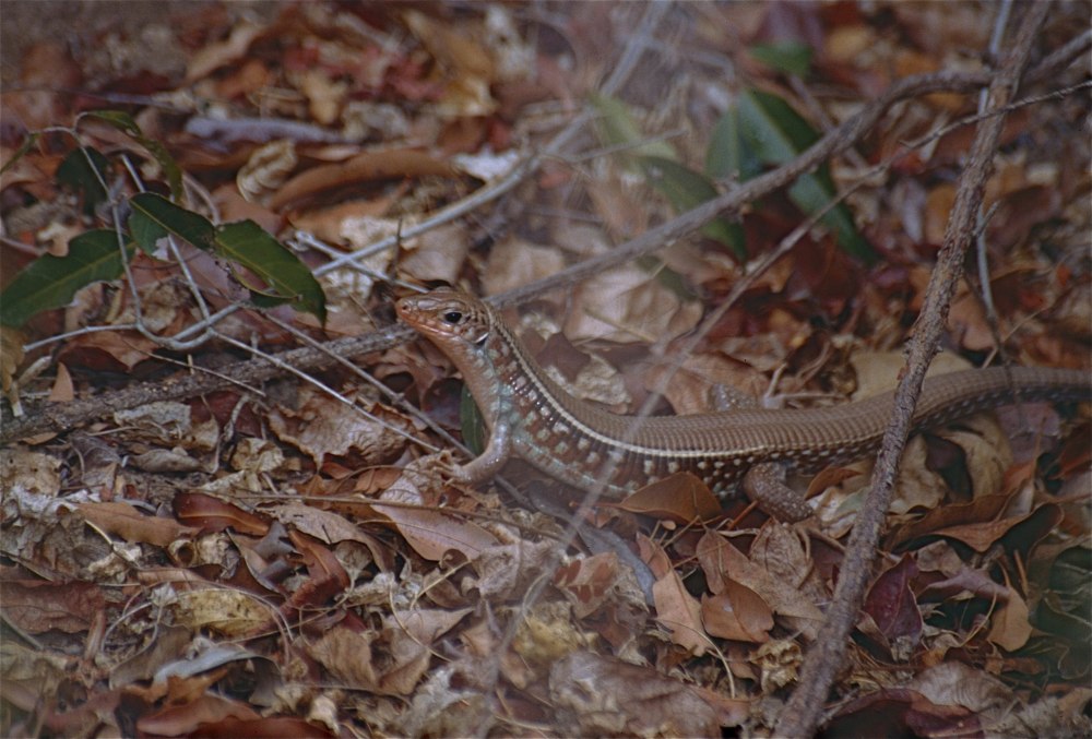 Zonozaurus karsteni in hand