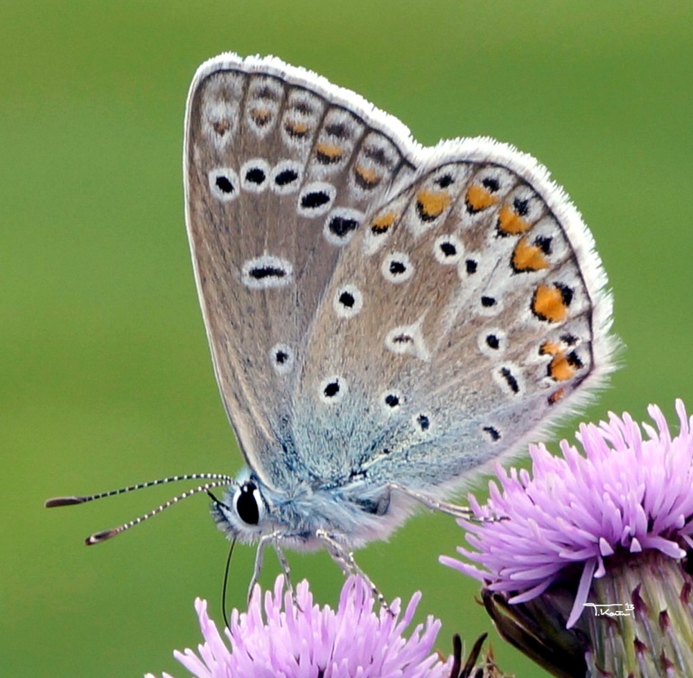 Polyommatus ripartii