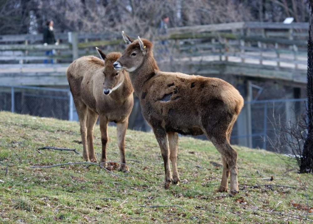 Cervus albirostris