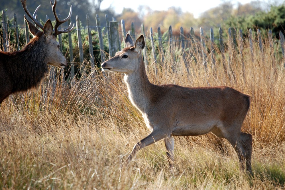 Красный олень (Cervus elaphus)