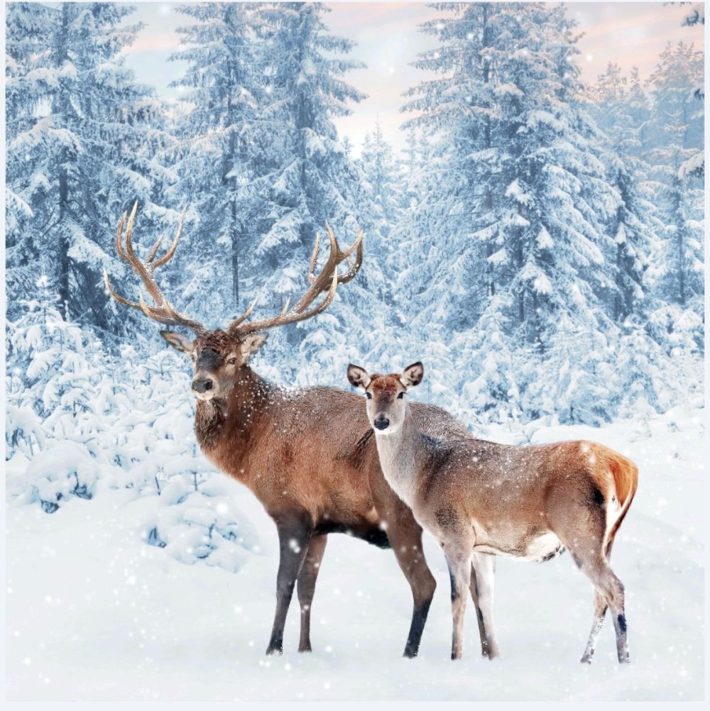 Deer in the Middle of Blue Snow 4k