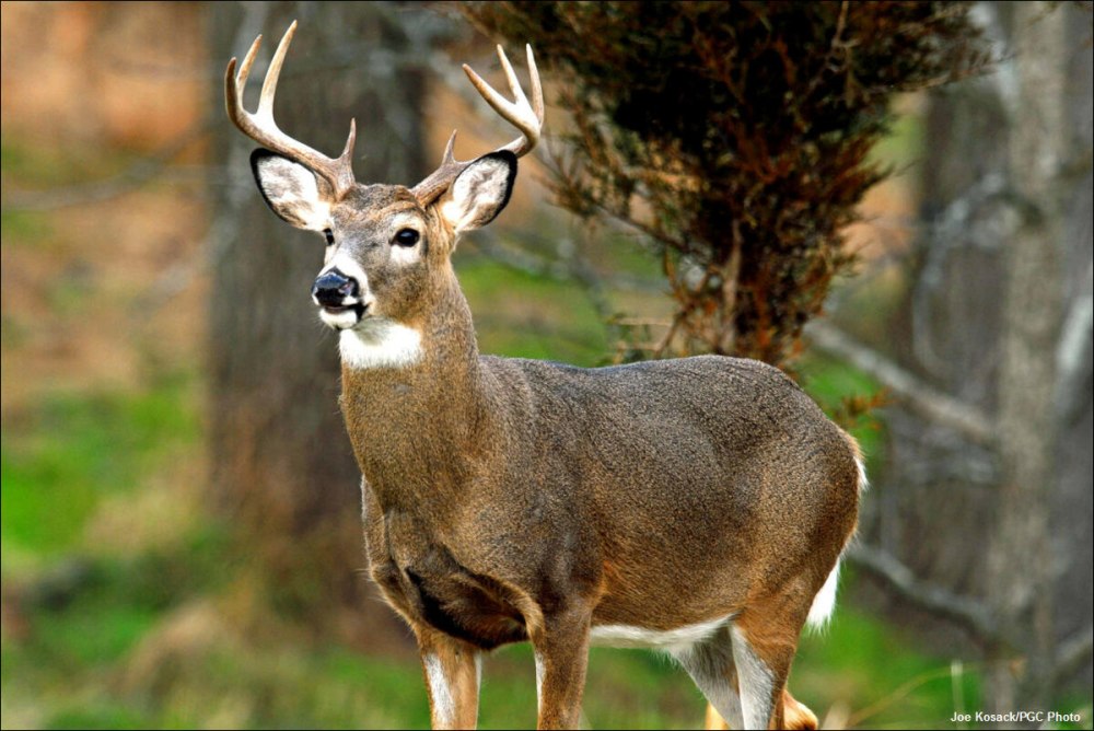 Белохвостый олень (Odocoileus virginianus)