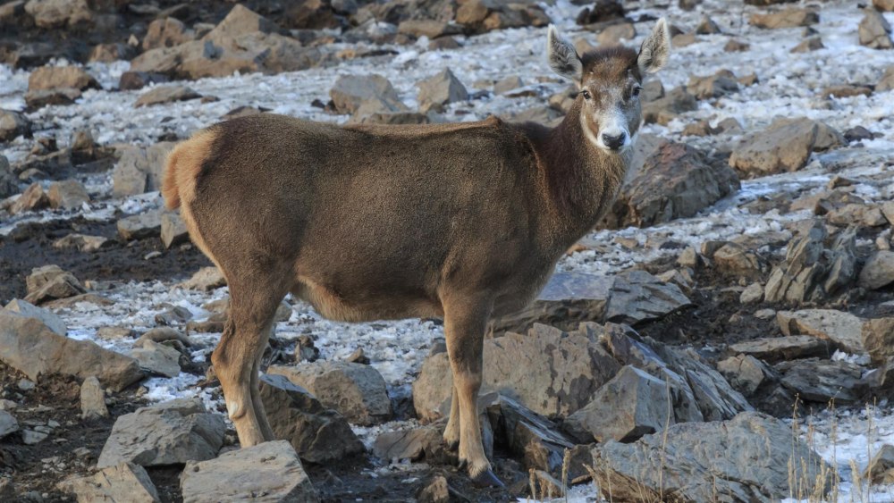 Przewalskium albirostris