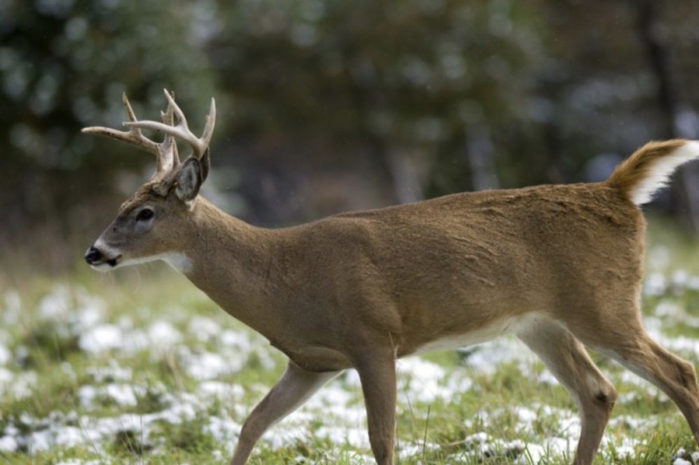 White-tailed Deer