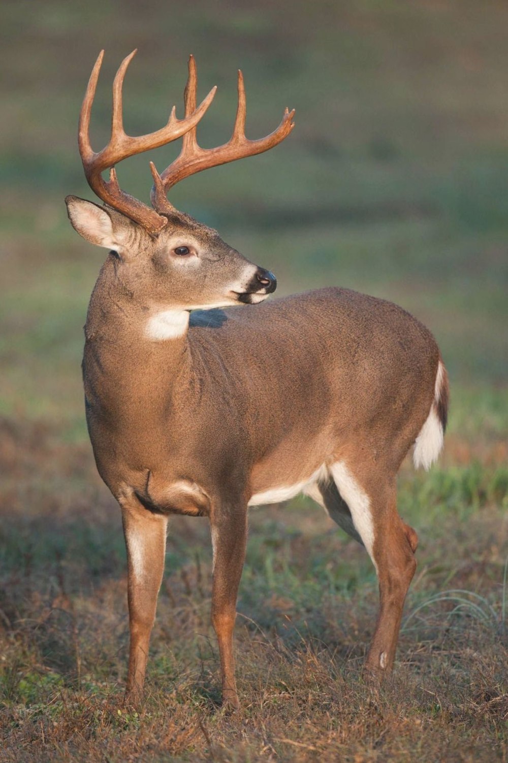 Odocoileus virginianus