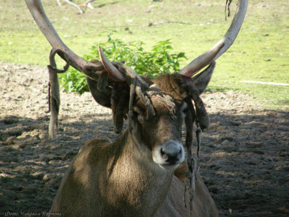 Беломордого оленя (с. albirostris),
