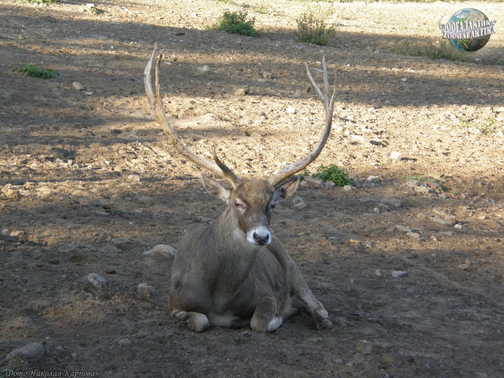 Беломордого оленя (с. albirostris),
