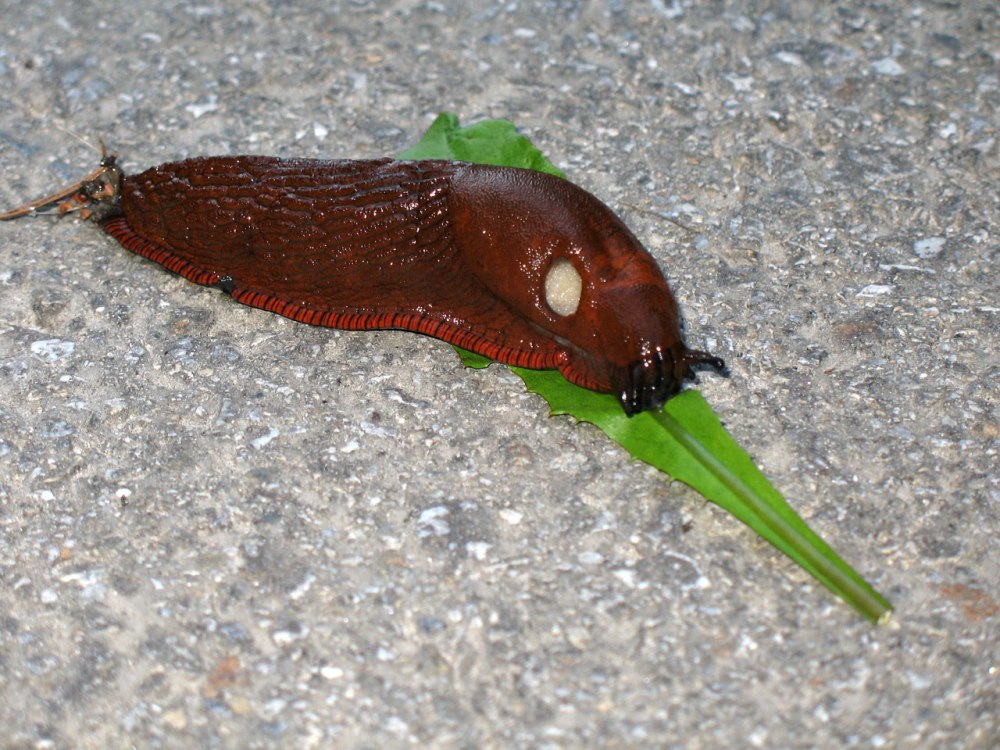Красный морской СЛИЗЕНЬ