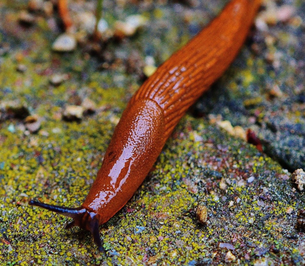СЛИЗЕНЬ Arion lusitanicus