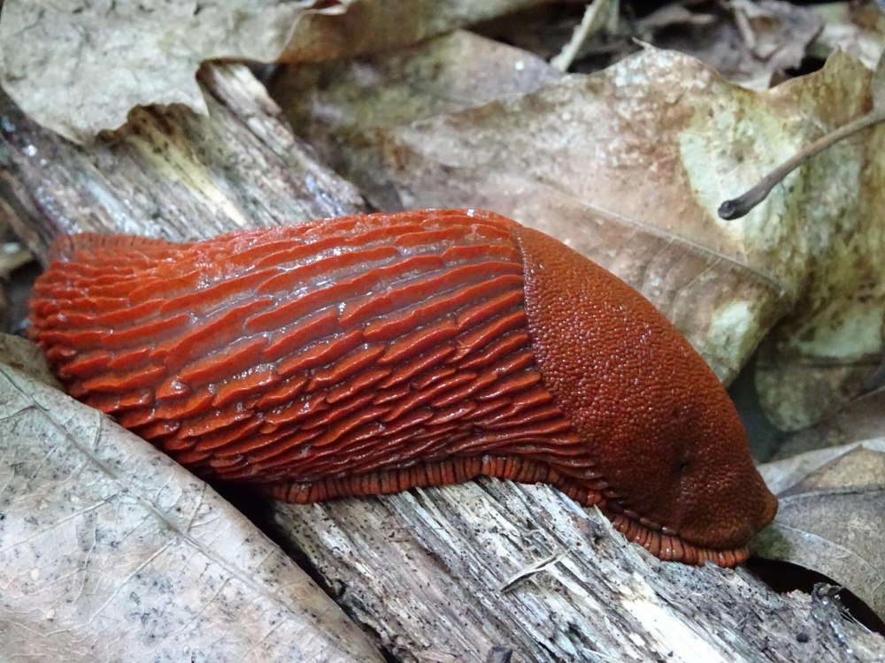 Arion vulgaris СЛИЗЕНЬ
