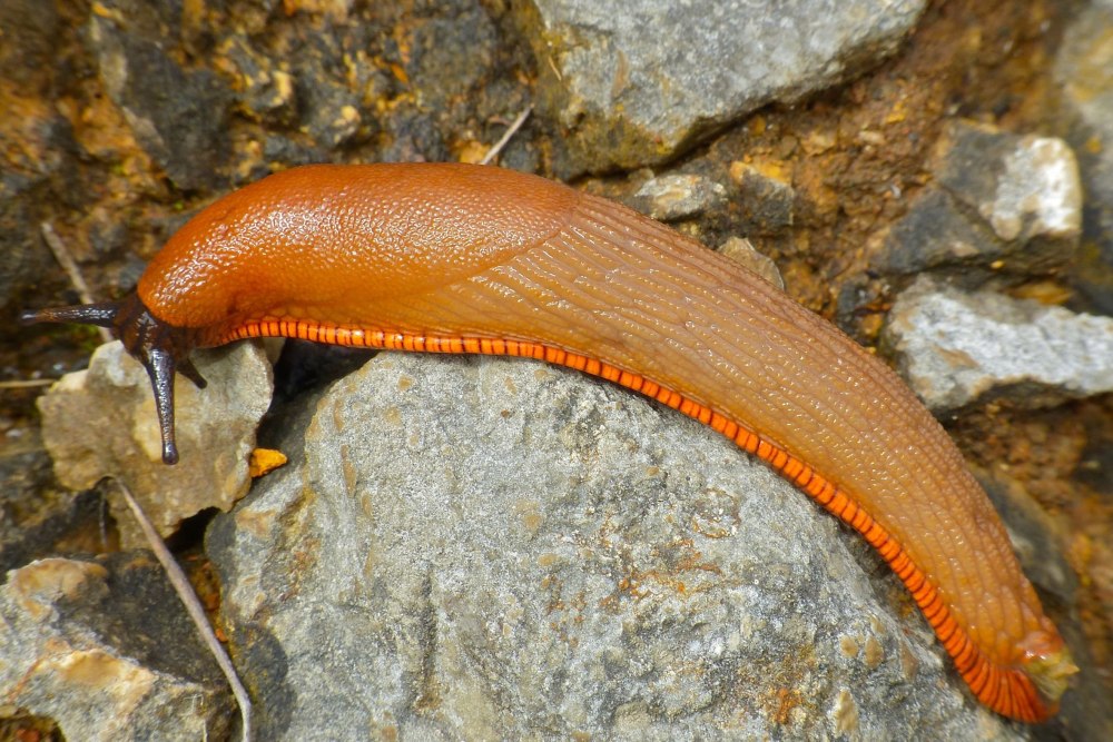 Arion lusitanicus слизняки