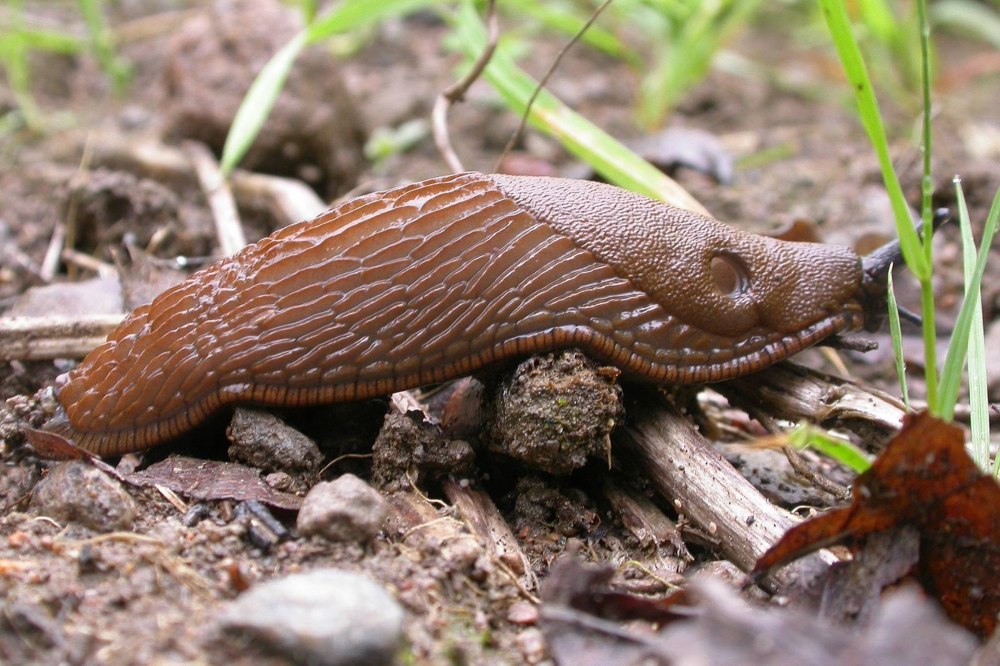 Arion vulgaris СЛИЗЕНЬ