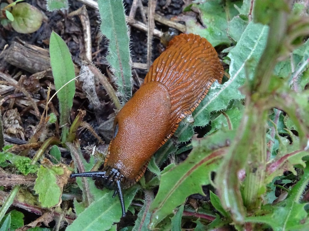 Arion lusitanicus слизняки