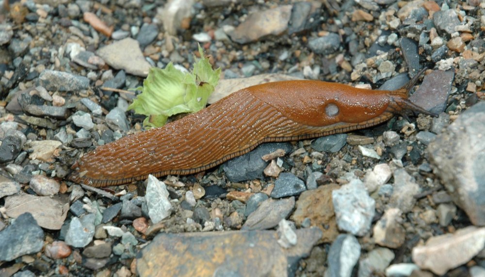 СЛИЗЕНЬ Arion lusitanicus