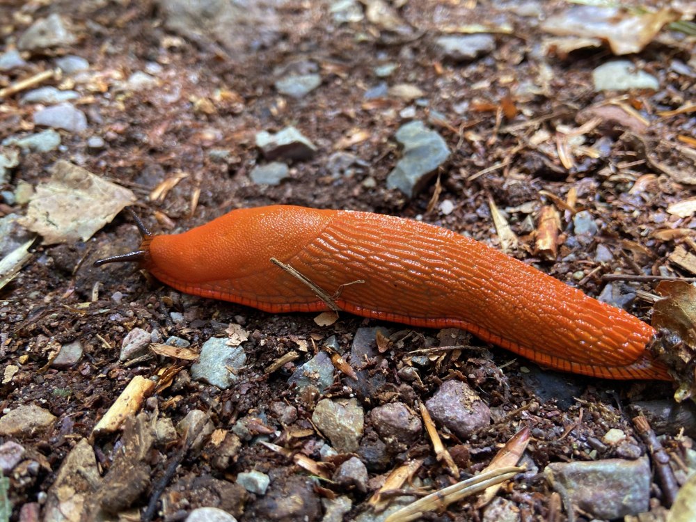 Arion vulgaris СЛИЗЕНЬ