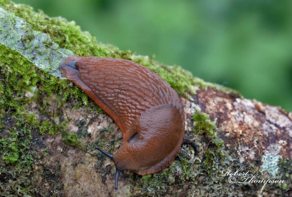 Arion vulgaris СЛИЗЕНЬ