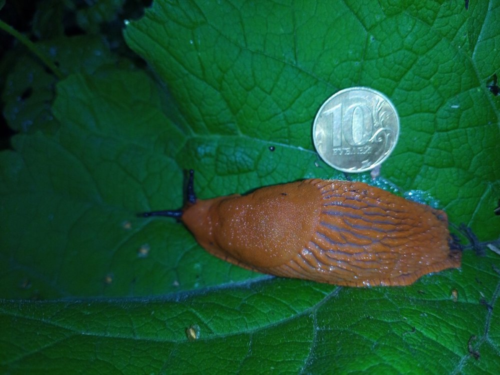Arion vulgaris СЛИЗЕНЬ