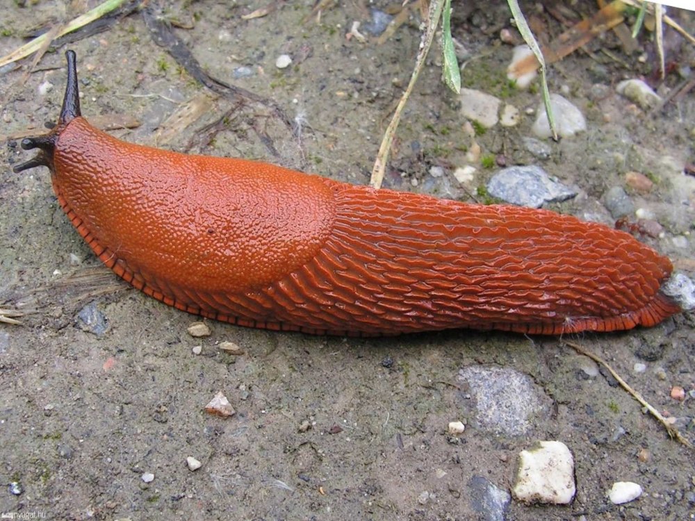 СЛИЗЕНЬ Arion