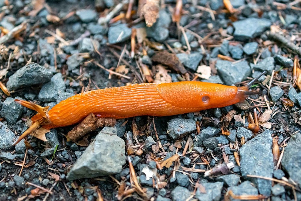 Arionidae