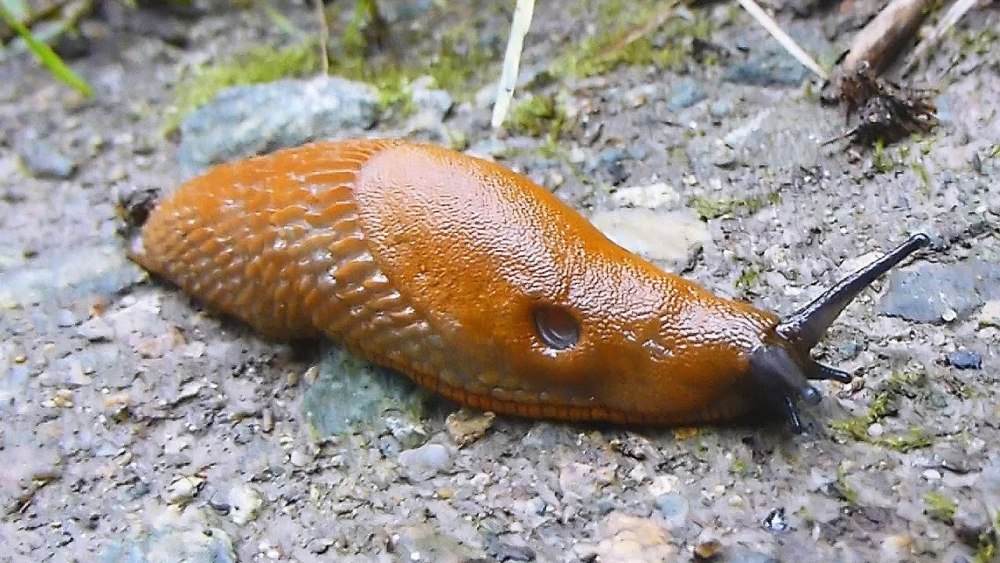 СЛИЗЕНЬ Arion lusitanicus