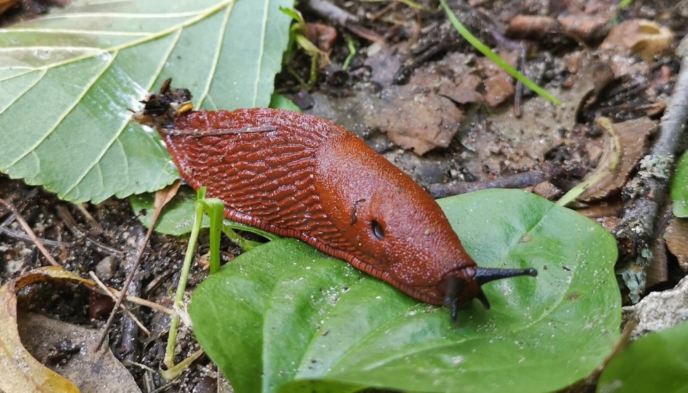 СЛИЗЕНЬ Arion lusitanicus