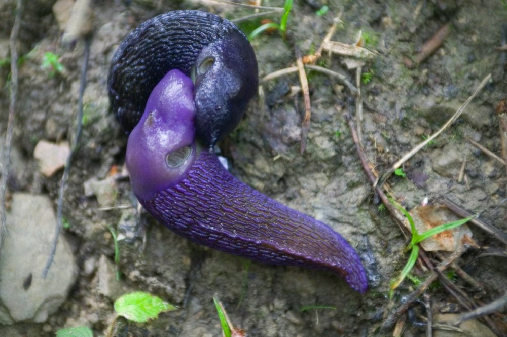 Bielzia coerulans
