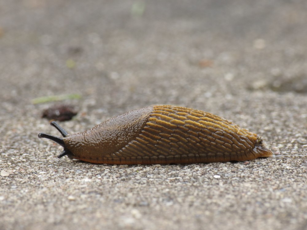 Arion vulgaris
