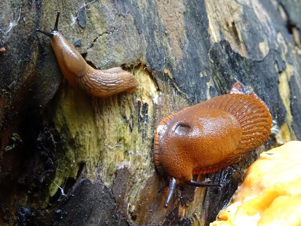 СЛИЗЕНЬ Arion lusitanicus