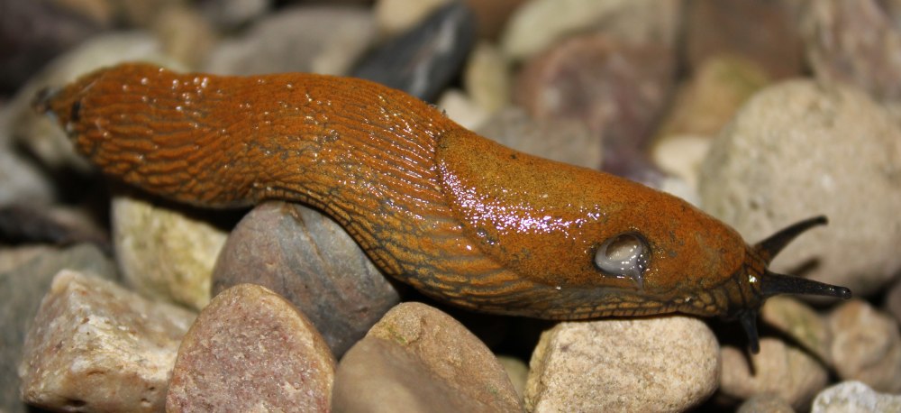 Arion vulgaris