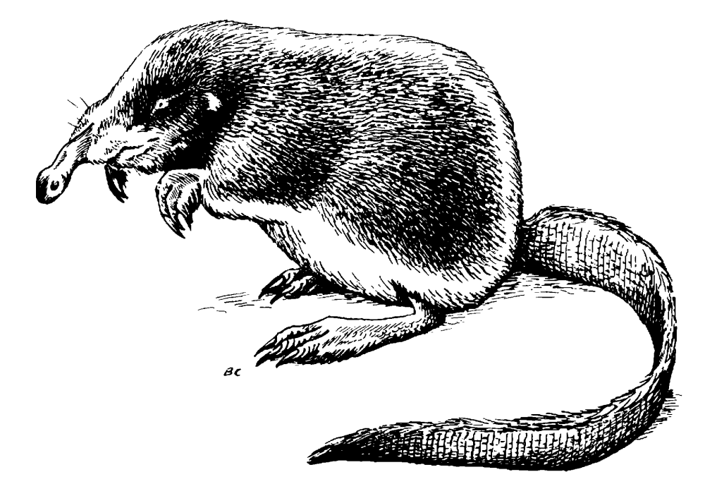 Русская выхухоль Desmana moschata Linnaeus, 1758